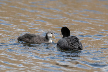 Adult Coot Feeding it's Young
