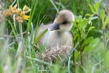 Young Greylag Gosling Resting in Tall Grass