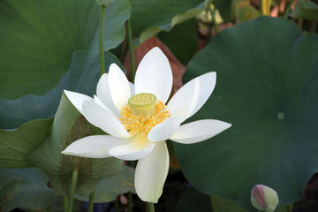 having light refraction on to beautiful pink and white lotus flowers