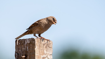 House Sparrow Perched on a Post