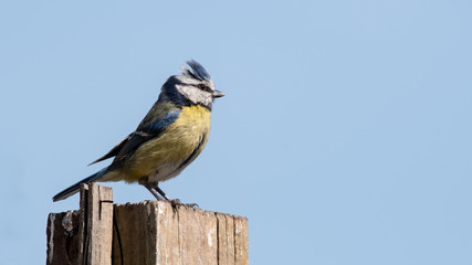 Blue Tit Perched on a Post