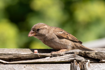 House Sparrow Feeding on a Panel Fence
