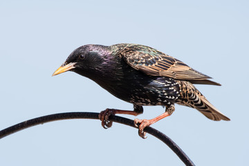 iridescent Starling Perched on a Wire