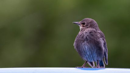 Young Starling Looking for Food