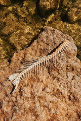 Bone Dry 