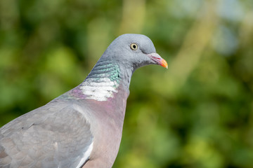 Close up Side profile Wood Pigeon