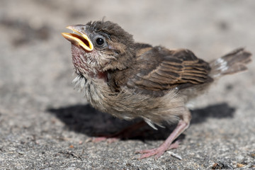 Fledgling House Sparrow on the Ground
