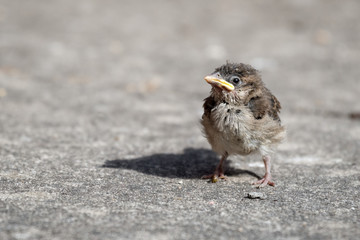 Fledgling House Sparrow on the Ground