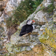 Atlantic Puffin Looking for a Nesting Site