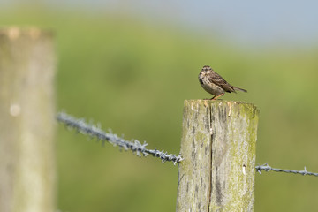 Meadow Pipit Perched on Top of a Fence Post