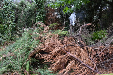 Valorisation des déchets verts