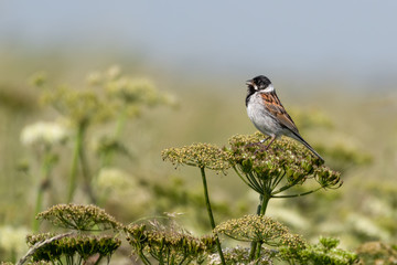 Reed Bunting Perched on Top of a Plant