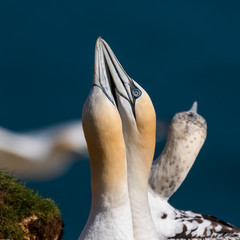 Pair of Gannets in a Mating Dance