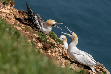 Juvenile and Adult Gannet's Fighting for Territory