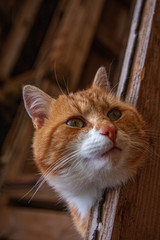 Bauernhof Atmosphäre