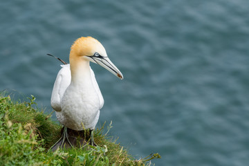 Gannet Collecting Nesting Material