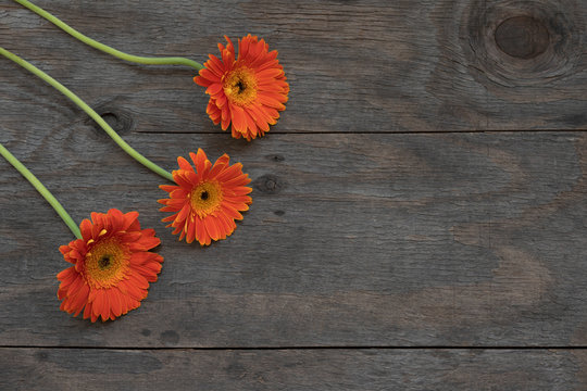 Orange herbera flowers on a wooden background