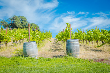 Sunny afternoon in vineyard