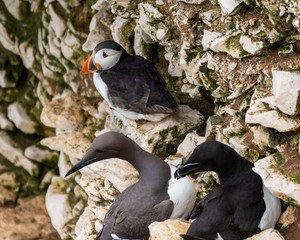Atlantic Puffin Looking for a Nesting Site