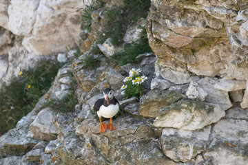 Atlantic Puffin Looking for a Nesting Site