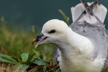 Fulmar with its Beak Open