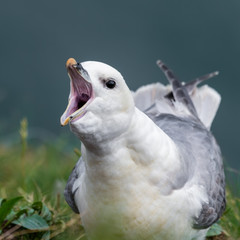 Fulmar with its Beak Open