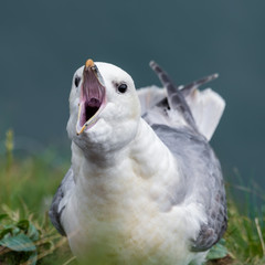 Fulmar with its Beak Open