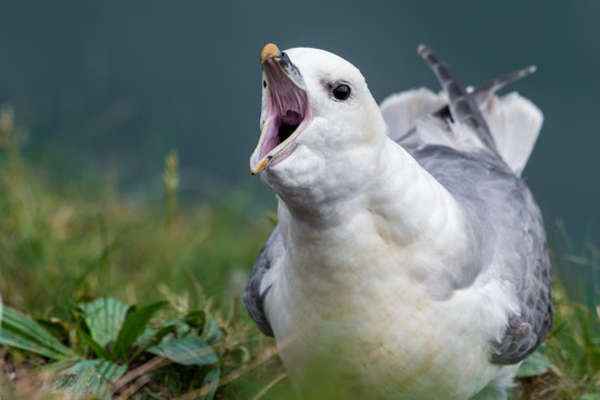 Fulmar with its Beak Open