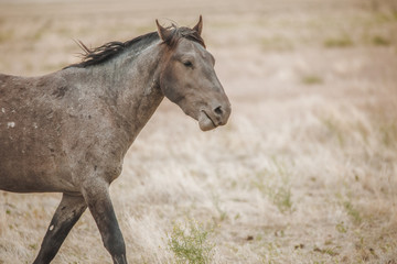 Obraz premium Wild mustangs in the Utah desert