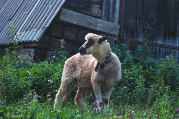 young mountain lamb.the lamb looks left