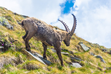 Beautiful Alpine ibex in the snowy mountains of Gran Paradiso National Park of Italy