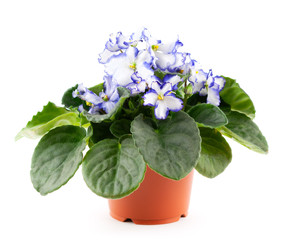 Violet plants on white background. Beautiful flowers