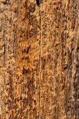 Closeup of tree trunk wood