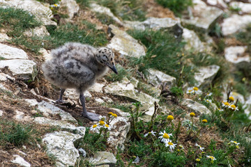 Young Herring Gull Chick Exploring its Surroundings