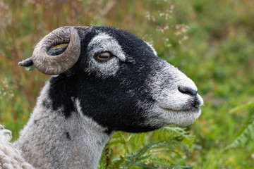 Wild Sheep CLose up Head Portrait