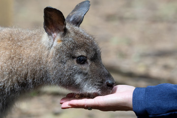 Hand Feeding a Young Wallaby