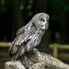 Great Grey Owl Perched on a Log