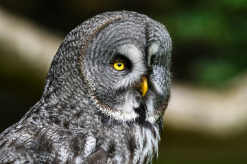 Close up Portrait Great Grey Owl
