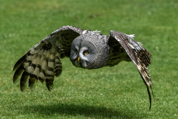 Great Grey Owl Taking Flight