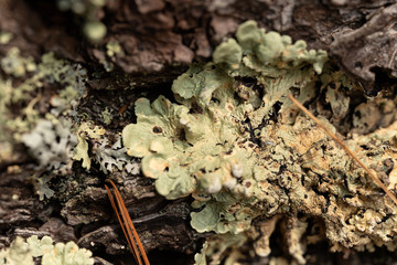Closeup of pale green lichen