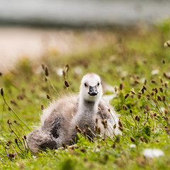 Fototapeta premium Young Barnacle Goose Resting in Grass