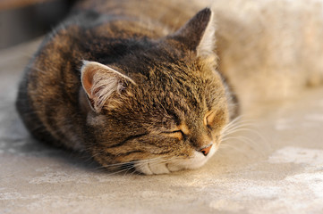 Fototapeta premium Cat lying down and sleeping in the outdoors.