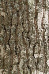 Closeup of tree trunk bark