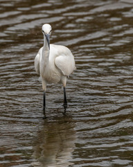 White Egret Catching Fish in the River