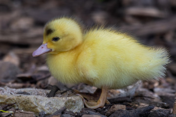 Bright Yellow Newborn Muscovy Duck
