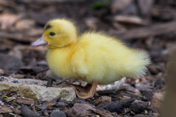 Bright Yellow Newborn Muscovy Duck