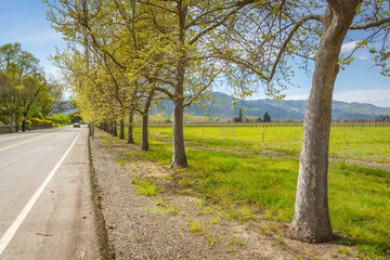 Fototapeta na wymiar American tradicional landscape in countryside Napa Valley, Sonoma, EUA