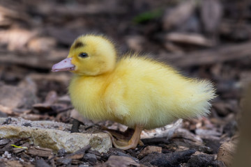Bright Yellow Newborn Muscovy Duck