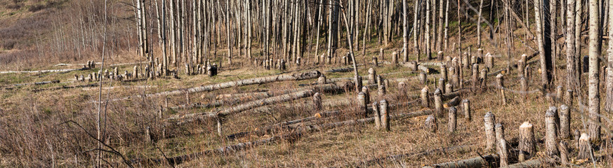 Forest area trees cut down by a Beaver. Tree trunk stumps gnawed and chewed by Beaver teeth....