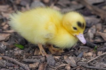 Bright Yellow Newborn Muscovy Duck